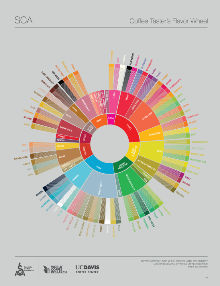 SCA Coffee Taster’s Flavor Wheel showing flavour categories from fruity and floral to nutty and roasted